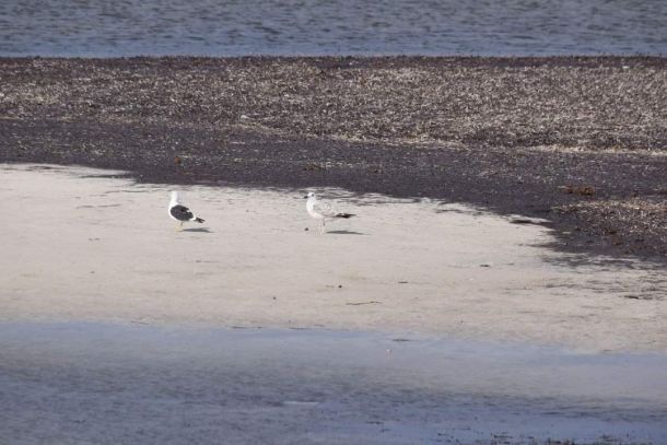 Migratory birds in winter 1 2c01a8ca